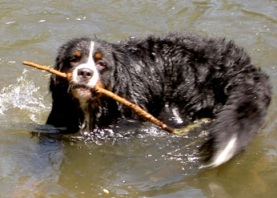 Hugo im Wasser